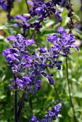 lila flowers of salvia close up