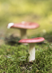 Two of beautiful Russula paludosa