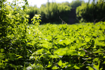 Dense green leaves and grass in the wood. Sunny meadow with shadows full of nettle. Photo of the natural forest.