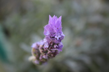 Fleur de lavande