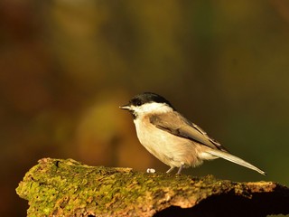 The marsh tit (Poecile palustris)