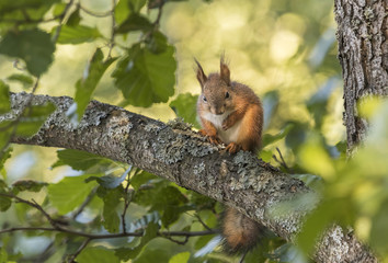 Squirrel sitting on the branch