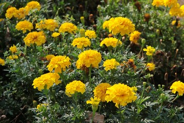 yellow flowers of Tagetes patula plant
