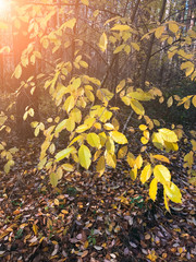 large pine trees and trees with yellow leaves in autumn forest