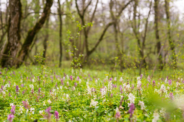 Spring meadow in a forest, with white and purple wild flowers