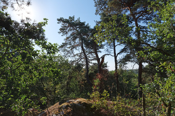 Fototapeta na wymiar Recloses rocks on Fontainebleau forest 