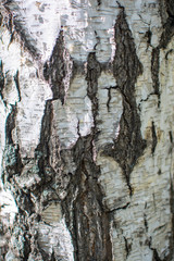 Birch texture