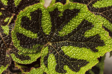 The leaves of the begonia, begonia background.