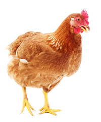 Brown hen isolated.