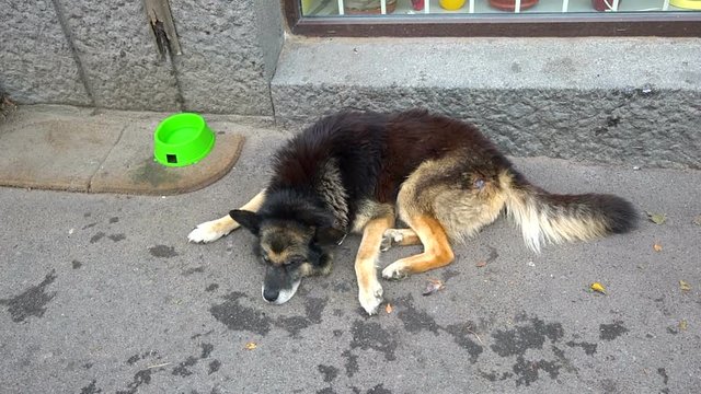 бездомная собака лежит на улице