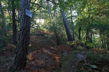 Recloses rocks in Fontainebleau fores