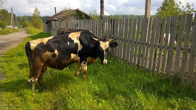 коровы в деревни едят траву