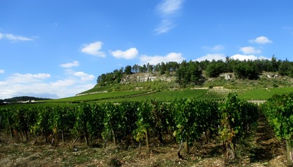 Fototapeta na wymiar Paysage de vigne sous une colline rocheuse. Mercurey, Bourgogne. 
