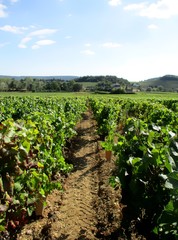 Fototapeta na wymiar Paysage en perspective entre deux rangs de vigne. 
