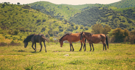 Three horses in a meadow