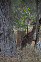 Roo in the Bush © Adam