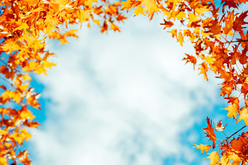 Colorful autumn leaves over blue sky