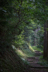 森の道