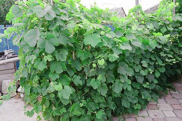 grapes in the garden green a lot of
