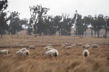 Obraz premium Sheep in an Australian Field