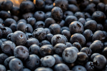 A close-up photo of a forest blueberries.