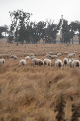 Obraz premium Sheep in an Australian Field