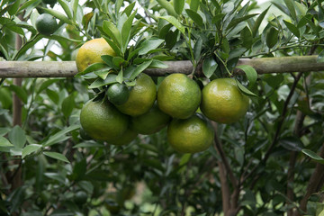 Orange in garden