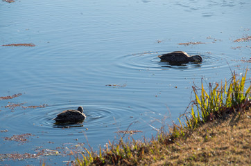 Ducks floating in Stream