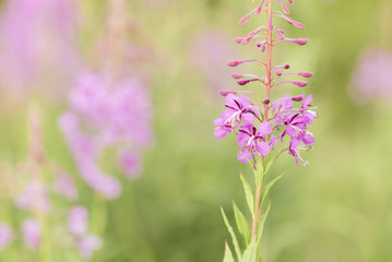 Beautiful fireweed in middle of summer