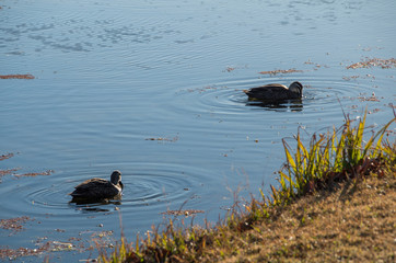 Ducks floating in Stream