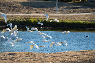 Corellas in Flight