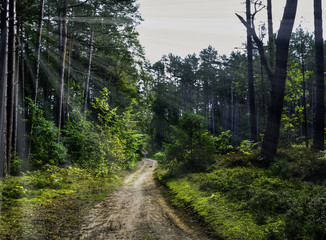 Road in Polish wild forest with visible sun rays - Kampinos National Park, Poland