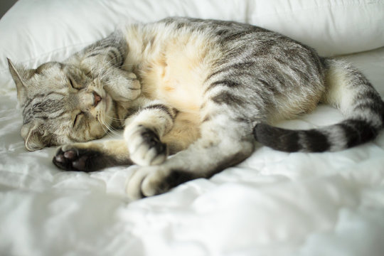 cute  cat sleeping on the bed