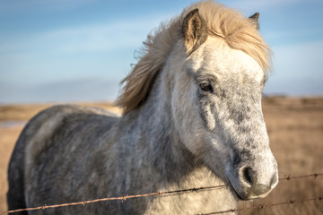 Obraz na płótnie Canvas Beautiful horse in Iceland