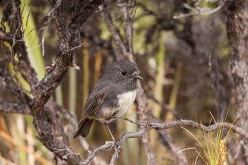 New Zealand robin, or toutouwai, in a bush on Stewart Island, Rakiura.