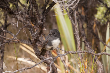 New Zealand robin, or toutouwai, in a bush on Stewart Island, Rakiura.