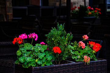Fototapeta na wymiar pot of flowers in front of a cafe