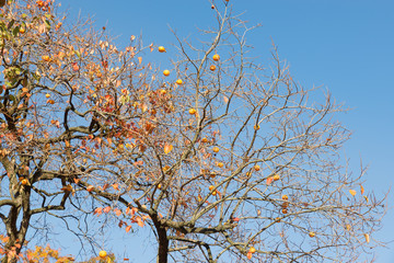 Persimmon tree (diospyros kaki) with ripe fruits, late autumn