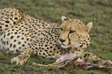Cheetah