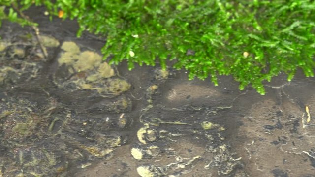 Fossil ammonites at the edge of an Amazonian river, there Rio Zamora, in the extreme south of Ecuador