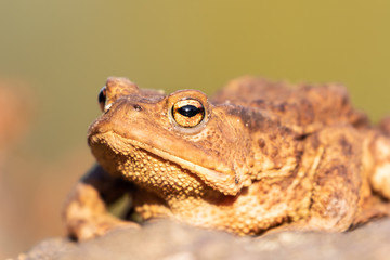 Portrait einer ruhenden Erdkröte im Sonnenlicht