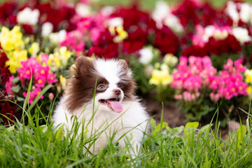 Fototapeta na wymiar White and chocolate pomeranian puppy walks outdoor