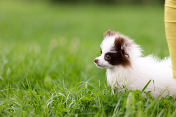 White and chocolate pomeranian puppy walks outdoor