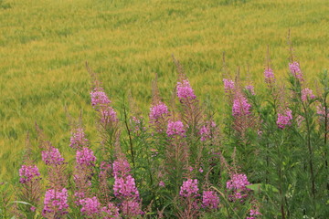 rural landscape, grain field