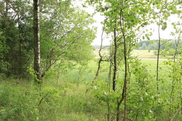 the edge of the forest on the edge near the field