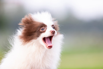 Obraz premium White and chocolate pomeranian puppy walks outdoor
