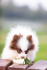 White and chocolate pomeranian puppy walks outdoor