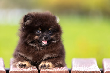 Black and tan pomeranian puppy walks outdoor