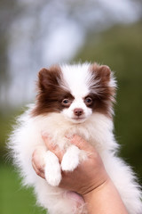 White and chocolate pomeranian puppy walks outdoor