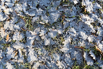 Frozen leaves in a public park, Europe. Concept of late autumn and winter time and weather forecast